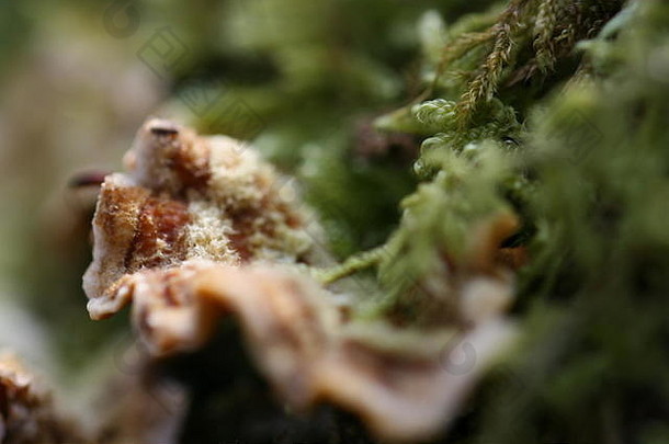 多毛的窗帘地壳真菌韧革菌属分子