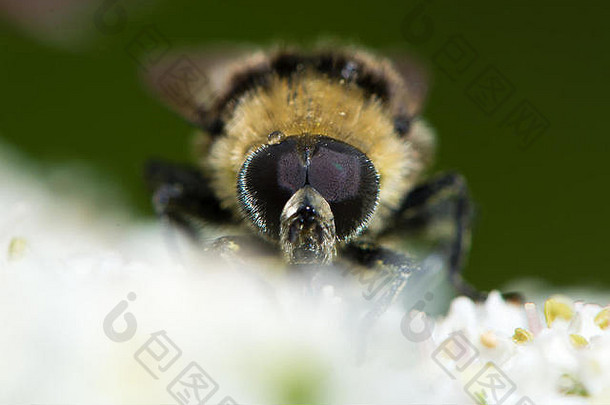 沃卢切拉邦比兰人都是plumata食蚜蝇复合眼睛大黄蜂模仿家庭食蚜蝇科花蜜大猪草