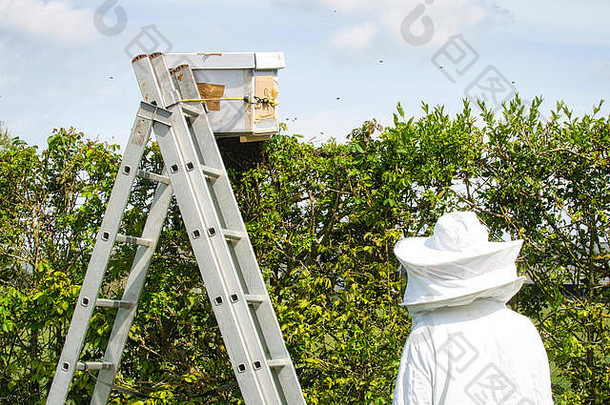 肖像养蜂人保护服装持有吸烟者规模对冲站养蜂场把蜜蜂蜂巢