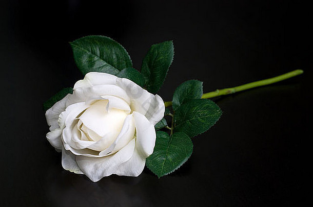 黑色背景上的白色单朵玫瑰