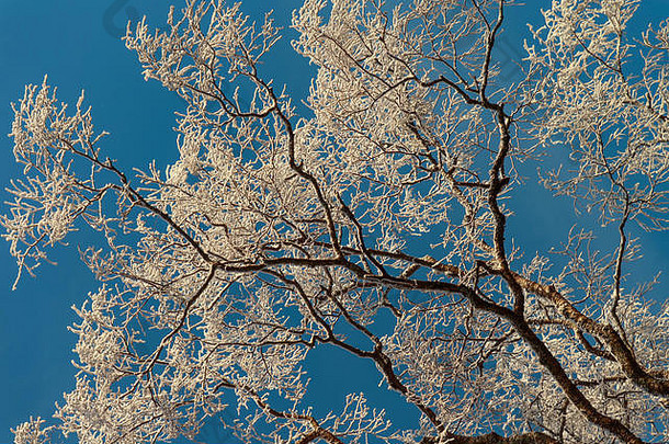 雪桦木分支机构蓝色的天空背景