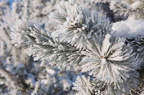 云杉树上的冬季霜冻全帧特写