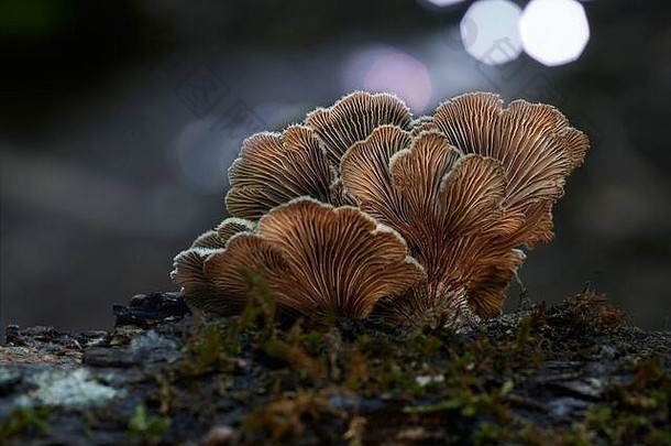 蘑菇放大照相场漂亮的模糊