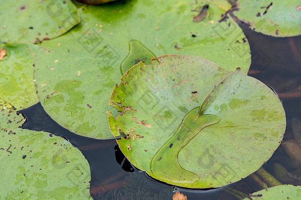 漂浮在英国池塘上的绿色百合花垫-布雷辛厄姆-英国