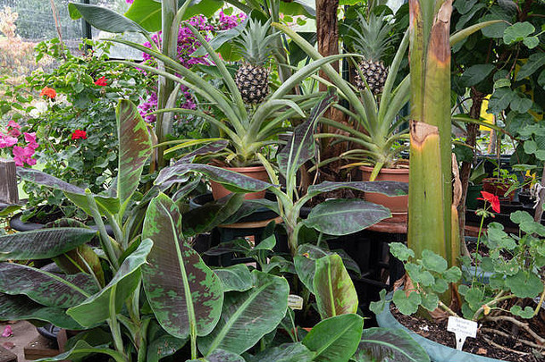 英国温室里的土产菠萝和香蕉