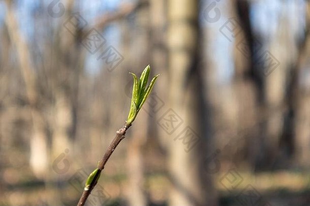 春天小绿色叶子巴德发芽树分支森林阳光明媚的自然年轻的植物觉醒明亮的光颜色