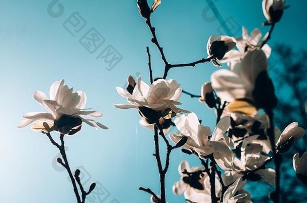 木兰树在春天开花。背景上的蓝天