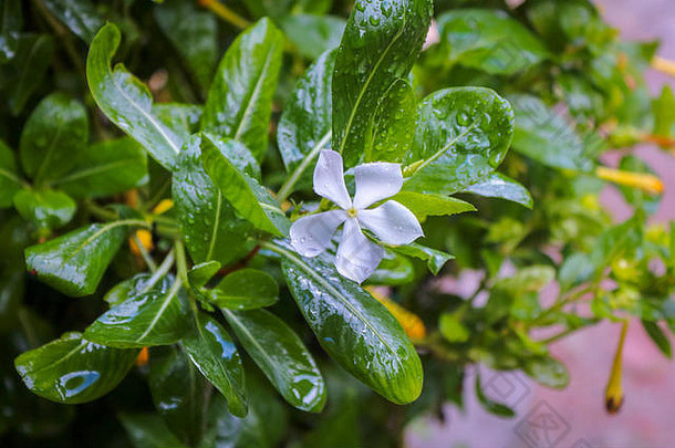 美丽的湿叶子白色花花瓣雨