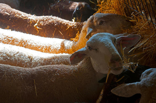 sheeps吃有阳光明媚的一天农场关闭
