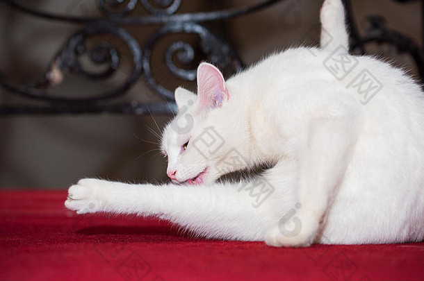 血红地毯上的雪白家猫