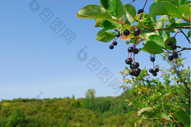 原产于加拿大大草原的樱桃。一种深红色果实，有大的果核。