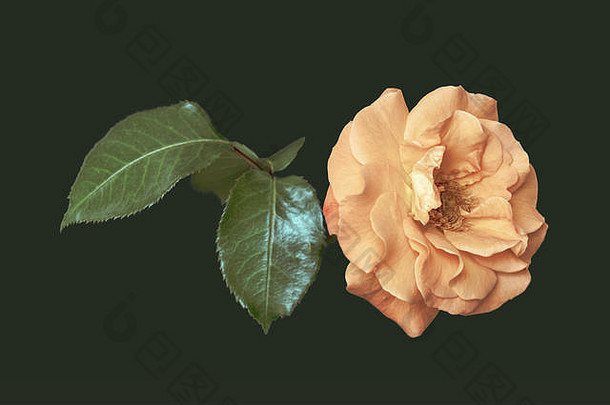 颜色细艺术古董生活花宏图像单孤立的柔和的橙色玫瑰开花叶子橄榄绿色背景