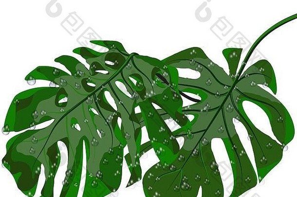 绿色叶子热带手掌雨滴露水怪物孤立的白色背景插图