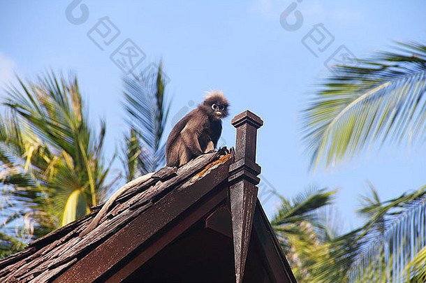 泰国野生猴子坐在屋顶上特写