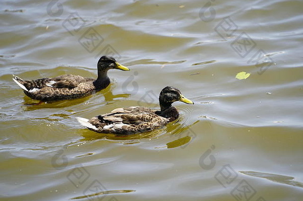 威斯康星州方杜拉克湖边公园，绿头鸭在河里一起游泳
