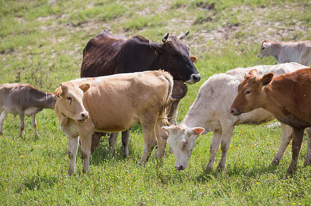 在绿色模糊的背景下，阳光照射下的绿野中小牛的<strong>特</strong>写镜头，<strong>清新</strong>的<strong>夏日</strong>小草。养牛、养殖、牛奶和肉类生产