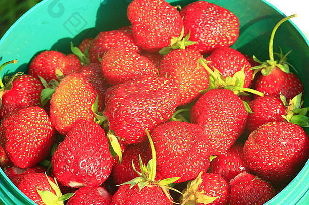 一桶红色成熟的新鲜草莓