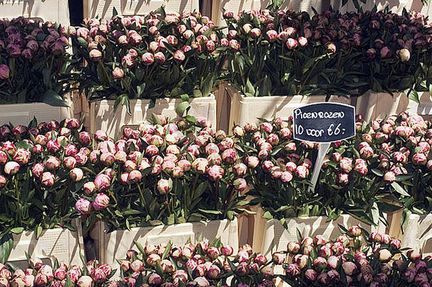 郁金香束花市场阿姆斯特丹
