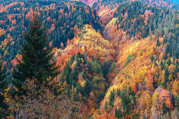 秋天斯瓦内蒂山上五颜六色的树木。美丽的秋景