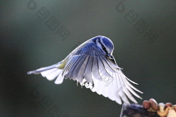 蓝山雀，鸣禽，蓝胸山雀，在苏格兰洛西茅斯附近的树枝上，在飞行中捕捉到花生。