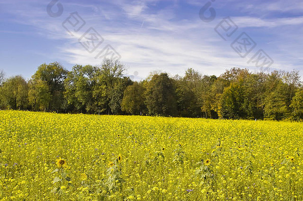 黄色的自然森林边缘前面场成千上万的人黄色的花