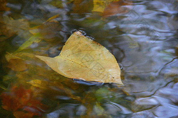 秋天的树叶落在小溪里