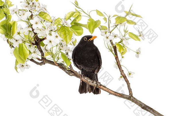 栖息在开花树枝上的普通黑鸟，隔离在白色树枝上