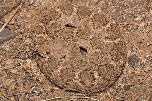 产于美国亚利桑那州马里科帕县的西部钻石背响尾蛇（Crotalus atrox）。
