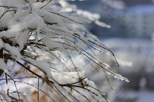 板凳上枫木树覆盖雪冬天