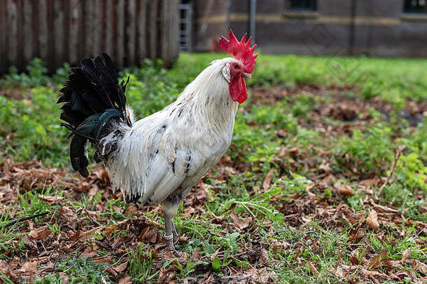 在后院和花园里，红白黑公鸡的身影映衬着模糊的绿草背景
