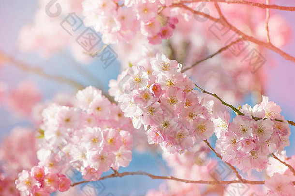 精致的春天粉红色的花木兰树灌木图像蓝色的天空软背景