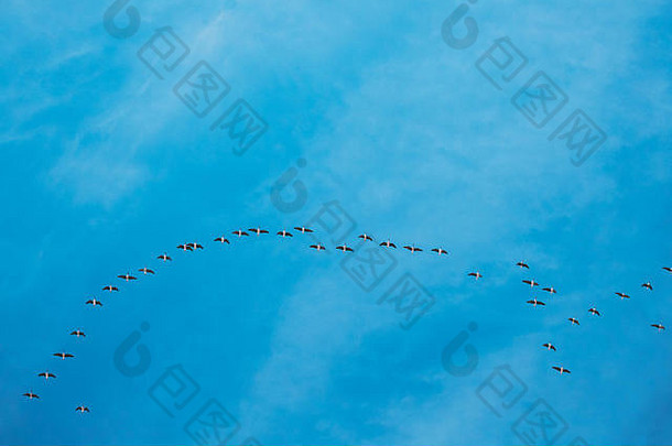 群鸭子飞行阳光明媚的蓝色的春天天空迁移白俄罗斯俄罗斯