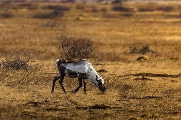 冬天个月驯鹿至今塔兰杜斯山饲料低地南海岸冰岛
