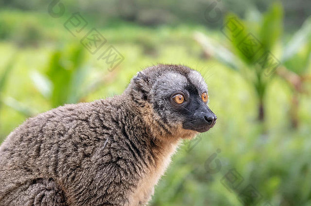 常见的棕色（的）狐猴尤勒穆尔fulvus物种狐猴家庭狐猴科发现马达加斯加马约特