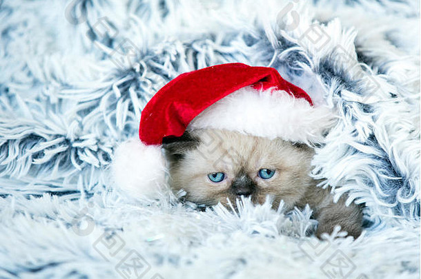 小猫穿圣诞老人老人他