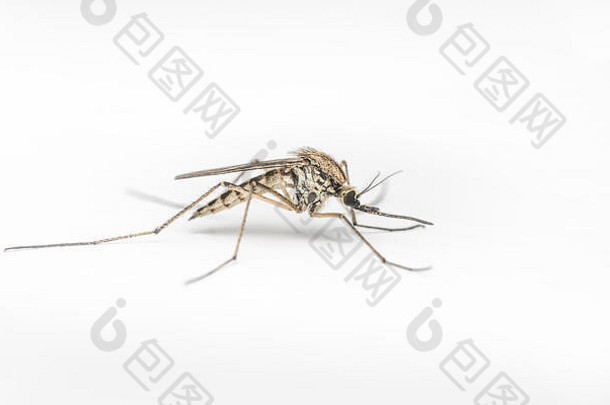 白色背景上蚊子的特写或特写镜头