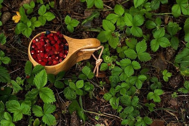 森林里有野生草莓的木杯。传统的芬兰木杯Kuksa，草莓林中有野生浆果。