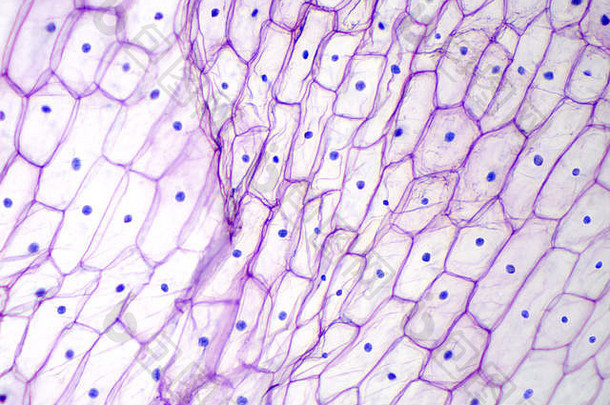 洋葱表皮光显微镜紫色的彩色的大表皮细胞洋葱葱属植物cepa单层照片