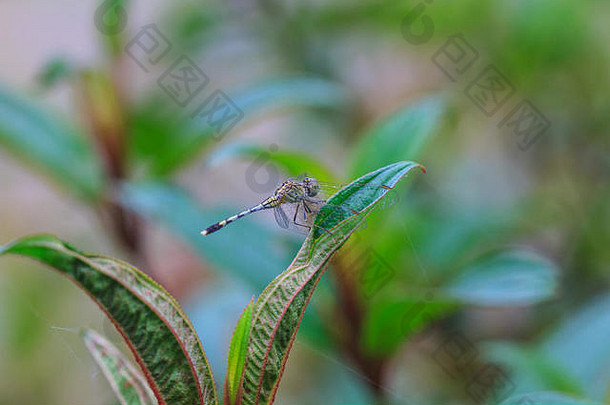 美丽的蜻蜓休息分支森林