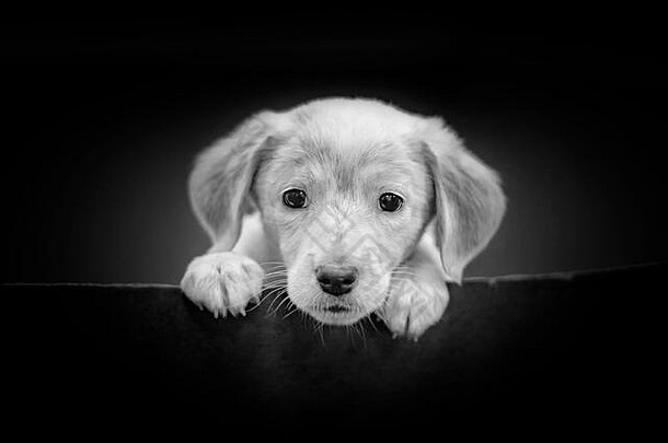 黑色背景上黑白相间的可爱拉布拉多小狗头像。他是一只漂亮的黑眼睛小狗。