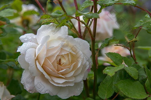 阳光明媚的日子花园里盛开的玫瑰。大卫奥斯汀玫瑰番红花玫瑰