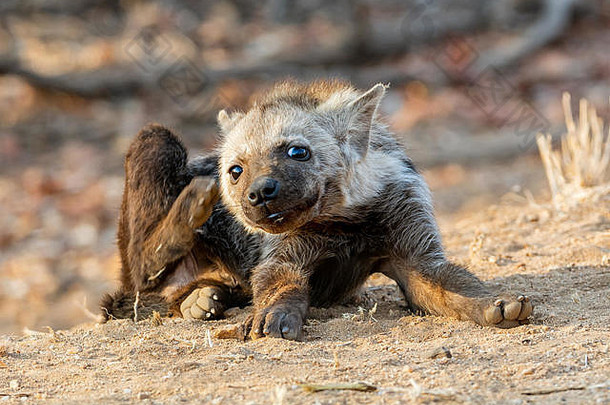 非洲南部的斑点鬣狗幼崽