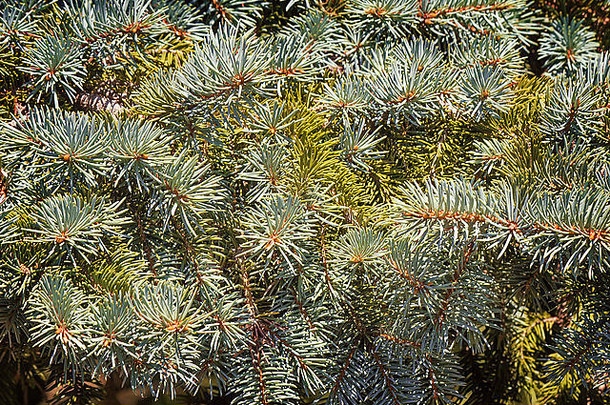 一部分云杉木的特写镜头，上面有许多年轻的绿色树枝。