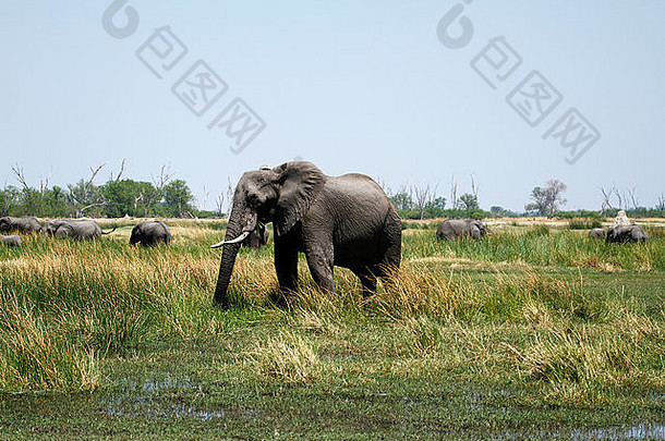 非洲大象世界最大土地哺乳动物放牧开放平原沼泽地
