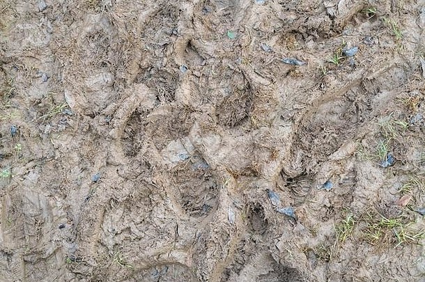 多个人类的足迹狗爪子打印跟踪泥泞的小径坚持泥泥泞的纹理泥泞的表面泥冬天季节泥沼泽