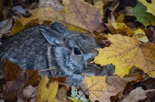 兔子躲在树叶里。