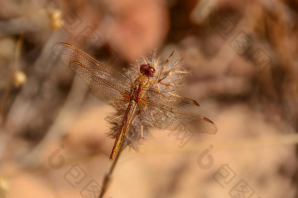 一种红色的小蜻蜓，栖息在非洲南部的一种植物上