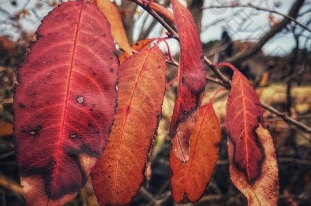 橙色红色的秋天叶子<strong>树</strong>