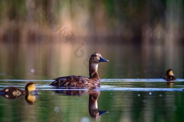 游泳鸭家庭水自然背景鸭常见的红头潜鸭艾斯亚费里纳