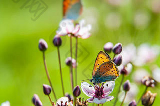 一对蝴蝶收集花蜜花粉花模糊绿色背景阳光明媚的一天网络横幅设计